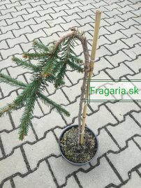 Közönséges lucfenyő Inversa, Picea abies 30 - 40 cm, kont. 3l