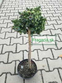 Szerb lucfenyő  Peve Tijn, Picea omorika 20 - 35 cm, kont. 3l