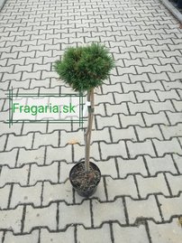 Kampósfenyő Grüne Welle, Pinus uncinata 50 - 55 cm, kont. 3l