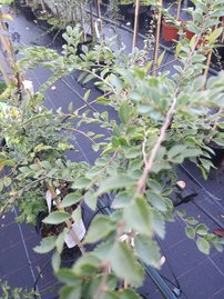 Kínai szil Geisha, Ulmus parvifolia, 120 – 130 cm, kont. 5l