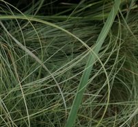 Deres lombú sás Amazon Mist, Carex comans, kont. 3l