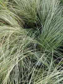 Deres lombú sás Amazon Mist, Carex comans, kont. 3l