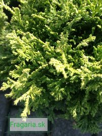 Szavára álciprus Hime - Sawara, Chamaecyparis pisifera 10 - 20 cm, kont 3l