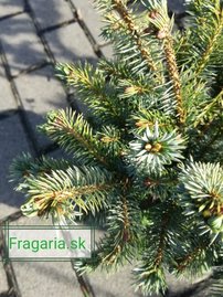 Koreai jegenyefenyő Blauer Pfiff , Abies koreana, kont. C3  20 – 25 cm