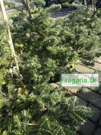 Koreai jegenyefenyő Brevifolia  Abies koreana 30 - 40 cm. kont. 3l