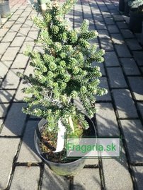 Koreai jegenyefenyő Brevifolia  Abies koreana 30 - 40 cm. kont. 3l