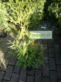 Fonalas tuja Sunshine, Thuja plicata, 60 - 70 cm, kont. 3l