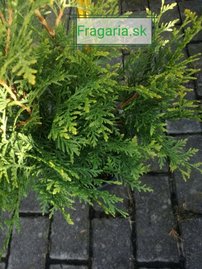 Fonalas tuja Sunshine, Thuja plicata, 60 - 70 cm, kont. 3l