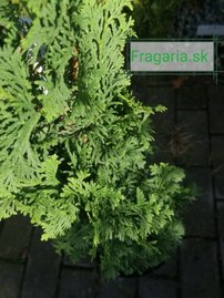 Nyugati tuja Strasbourg, Thuja occidentalis 40 - 60 cm, kont. 3l