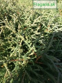 Nyugati tuja Mr Bowling Ball,  Thuja occidentalis , 20 – 30 cm, kontajner 3l