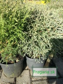 Nyugati tuja Mr Bowling Ball,  Thuja occidentalis , 20 – 30 cm, kontajner 3l