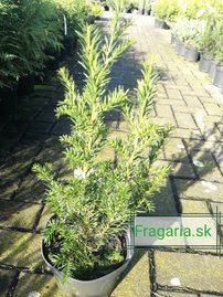 Oszlopos tiszafa Groenland, Taxus media 40 - 50 cm, kont. 3l