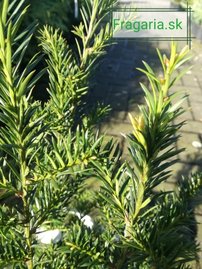 Oszlopos tiszafa Groenland, Taxus media 40 - 50 cm, kont. 3l