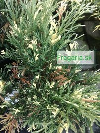 Nehézszagú boróka Variegata, Juniperus sabina 30 - 40 cm, kont. 3l