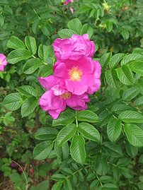 Japán rózsa, Rosa rugosa, 30 – 45 cm, kont. 3l