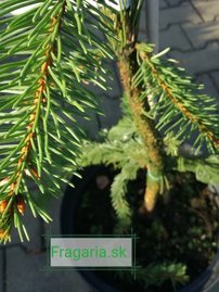 Közönséges lucfenyő Virgata, Picea abies 80 - 130 cm, kont. 10l