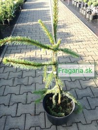 Közönséges lucfenyő Virgata, Picea abies 80 - 130 cm, kont. 10l