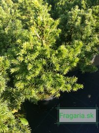 Közönséges lucfenyő Tompa, Picea abies 10 - 15 cm, kont. 3l