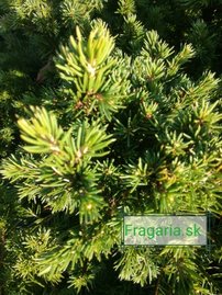 Közönséges lucfenyő Tompa, Picea abies 10 - 15 cm, kont. 3l