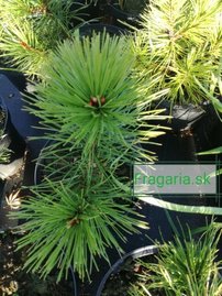 Balkáni páncélfenyő, Pinus leucodermis – heldreichii,  40 - 50 cm, kont. 3l