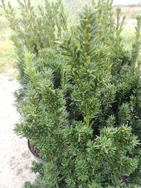 Oszlopos tiszafa Hillii, Taxus media 50 - 70 cm, kont. 3l