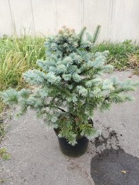 Hegységi jegenyefenyő Compacta, Abies lasiocarpa 20 - 60 cm, kont. 3l
