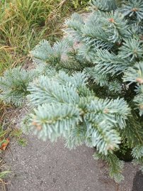 Hegységi jegenyefenyő Compacta, Abies lasiocarpa 20 - 60 cm, kont. 3l