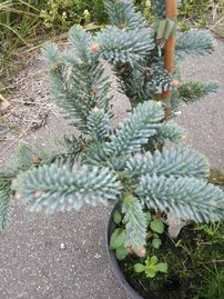 Nemes jegenyefenyő Glauca,  Abies procera 30 - 40 cm, kont. 3l