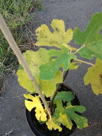 Közönséges füge Brown Turkey, Ficus Carica, 130 – 180 cm, kont. 5l