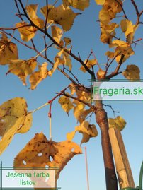 Kislevelű hárs Green Globe, Tilia cordata, 140 – 230 cm, kont. 7l