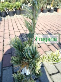 Japán selyemfenyő Fukai, Pinus parviflora, kont. C3 ,30-40 cm