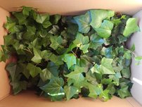 Borostyán, Hedera helix 20 cm, kont. 0,5l