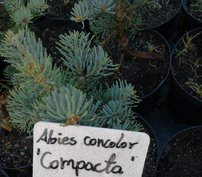 Hegységi jegenyefenyő Compacta, Abies lasiocarpa 20 - 60 cm, kont. 3l