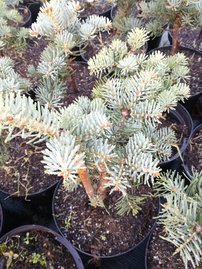 Hegységi jegenyefenyő Compacta, Abies lasiocarpa 20 - 60 cm, kont. 3l