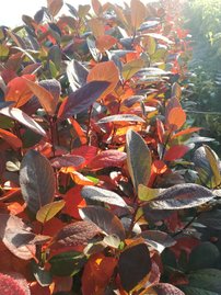 Fekete berkenye , Aronia x prunifolia Nero kont. 3l