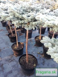 Ezüstfenyő  Glauca Globosa, Picea pungens 30 - 35 cm, kont. 3l