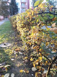 Közönséges gyertyán, Carpinus betulus 60 - 70 cm, kont. 2l