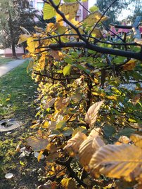 Közönséges gyertyán, Carpinus betulus 60 - 70 cm, kont. 2l