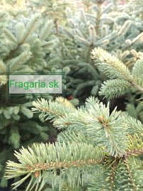 Ezüstfenyő, Picea pungens 100 - 120 cm, kont. 13l