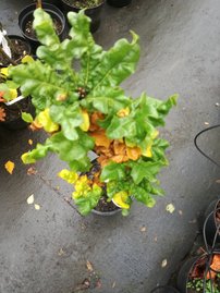 Csertölgy Curly Head, Quercus cerris, kont. C3, 60-70 cm