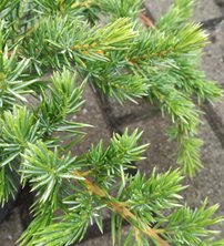 Föveny Boróka Emerald sea , Juniperus conferta 25 - 30 cm, kont. 3l