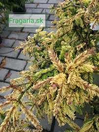 Keleti luc Skylands, Picea orientalis 40 - 45 cm, kont. 3l