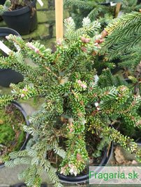 Koreai jegenyefenyő Brevifolia  Abies koreana 30 - 40 cm. kont. 3l