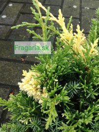 Kínai boróka Kaizuka Variegata, Juniperus chinensis, 20 – 30 cm, kont. 3l