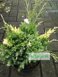 Kínai boróka Kaizuka Variegata, Juniperus chinensis, 20 – 30 cm, kont. 3l