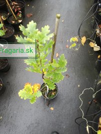 Oszlopos kocsányos tölgy Fastigiata Coster, Quercus robur, kont. C3, 30-40 cm