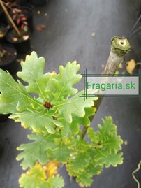 Oszlopos kocsányos tölgy Fastigiata Coster, Quercus robur, kont. C3, 30-40 cm