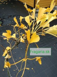 Páfrányfenyő Peve Lobo, Ginkgo Biloba, 50 - 100 cm, kont. 5l