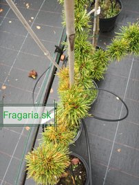 Európai vörösfenyő Krejčová Mutácia, Larix decidua, 30 cm, kont. 3l