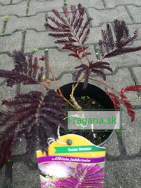 Selyemakác Summer Chocolate,  Albizia julibrissin, 25 - 45 cm, kont. 1l